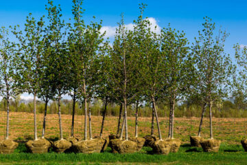 Tree Planting