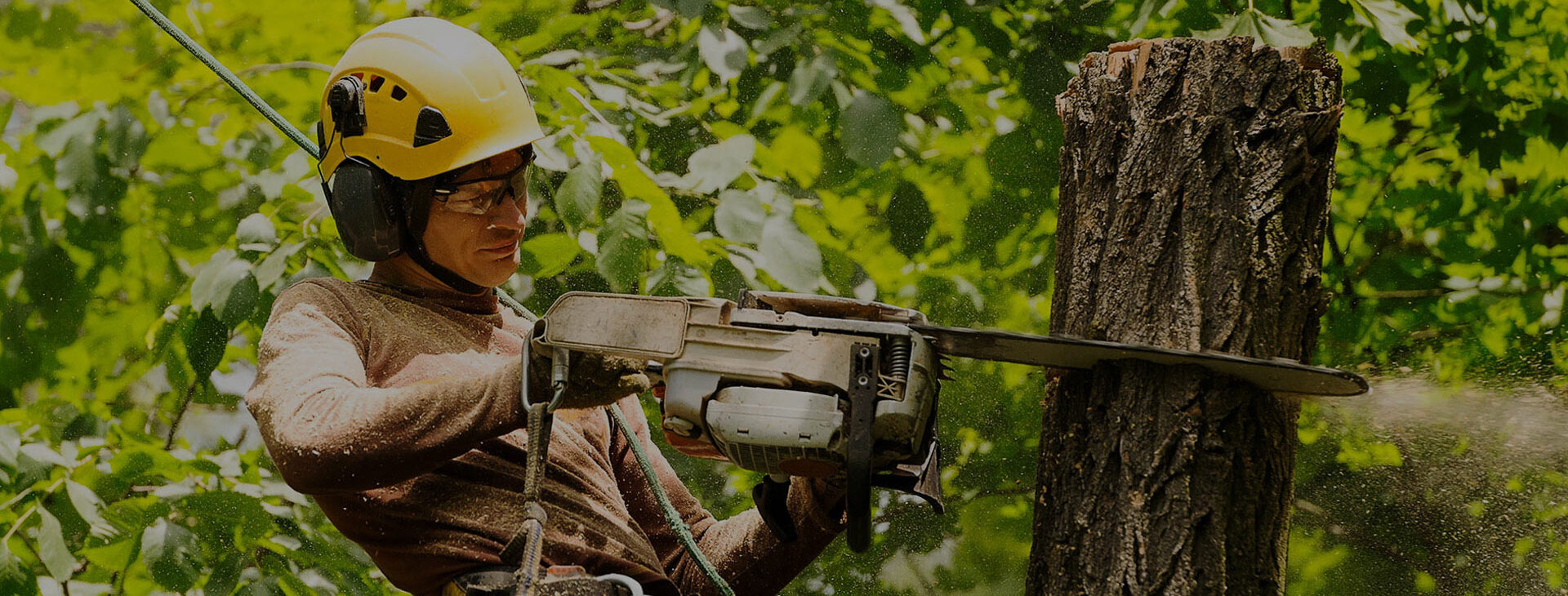 tree removal