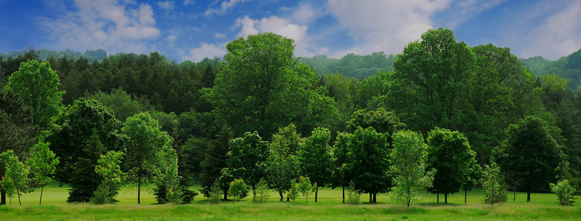 tree services